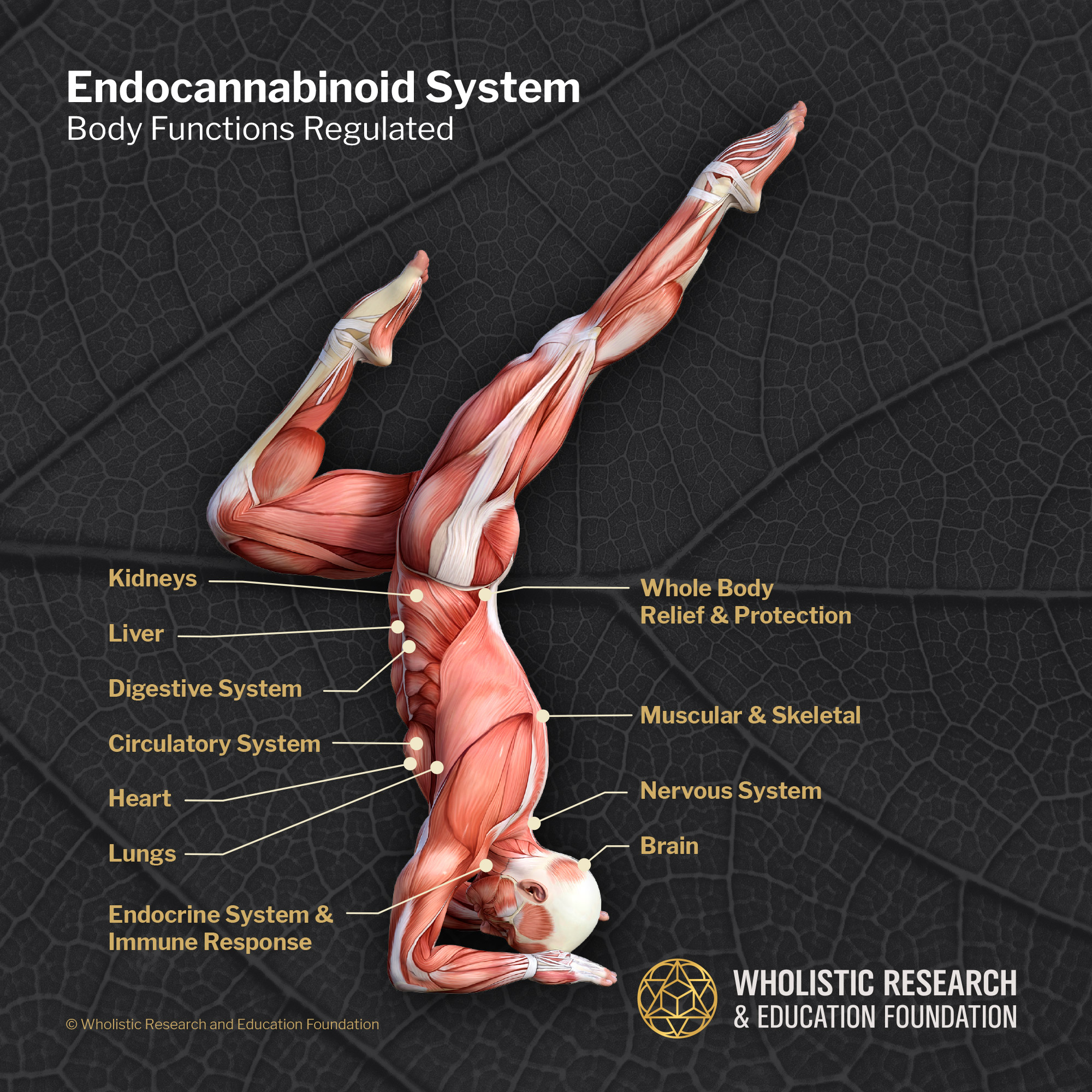 Body functions regulated by the endocannabinoid system