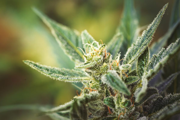 Close-up image of cannabis flower