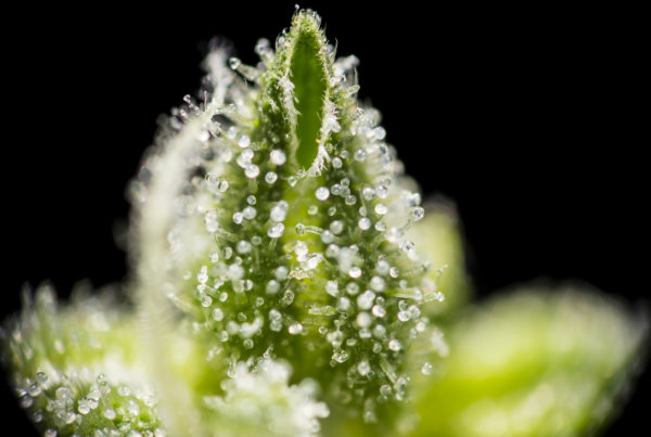 Close-up image of cannabis flower